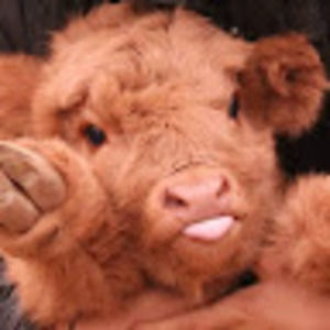 Meet your Posher, Eli